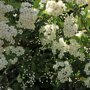 Witte bloemen van de vuurdoorn 'Soleil d'Or'
